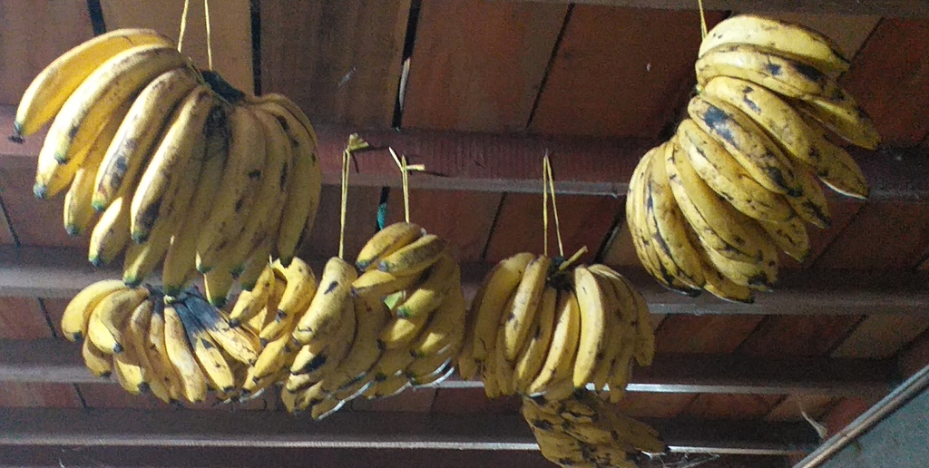 Banano criollo