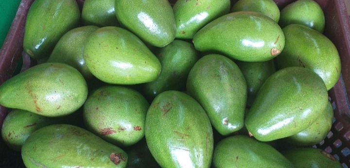 Aguacate papelillo