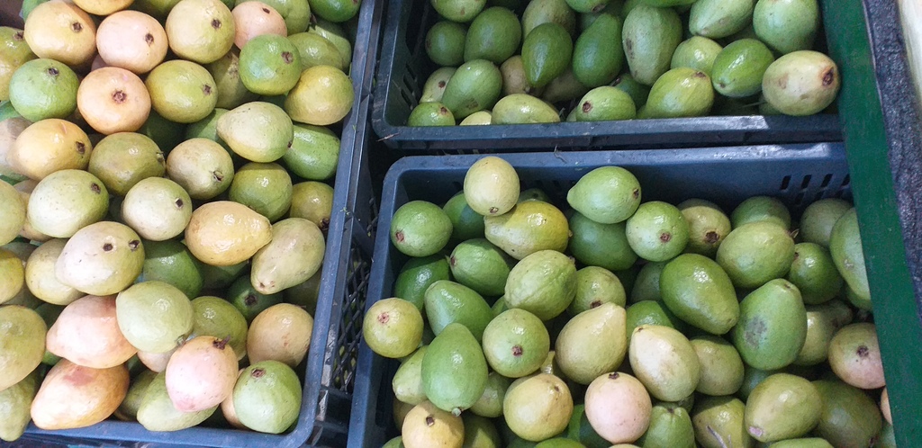 Guayaba pera