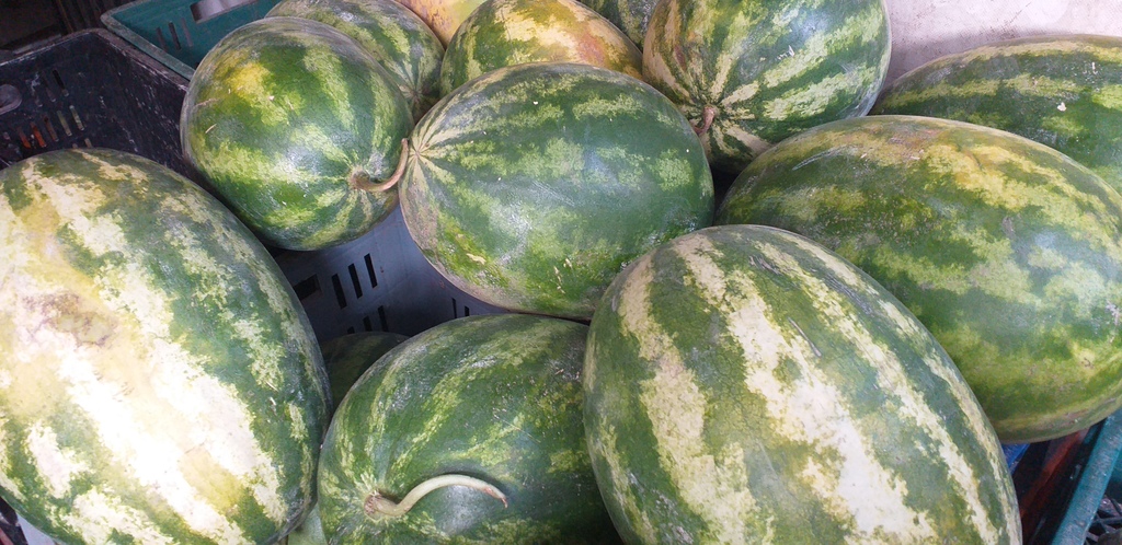 Sandia baby