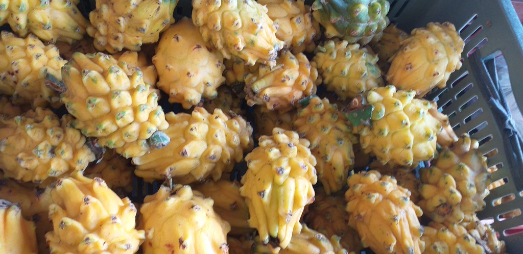 Pitahaya del huila