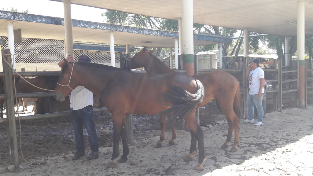 Caballos de Vaqueria