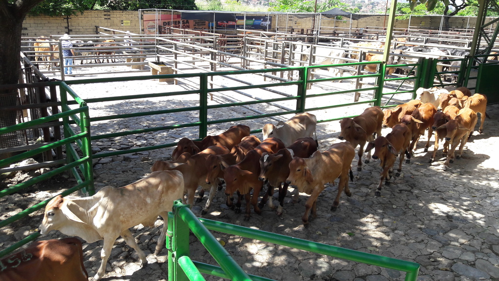 Machos de Levante Brahman Rojo