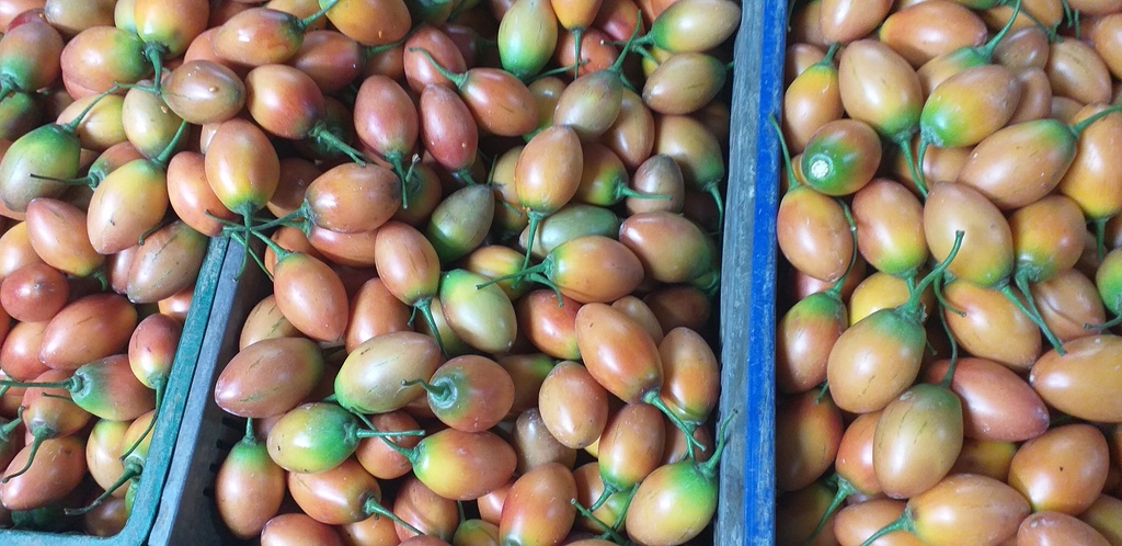 Tomate de arbol
