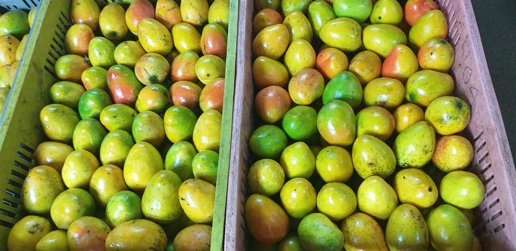 Mango criollo
