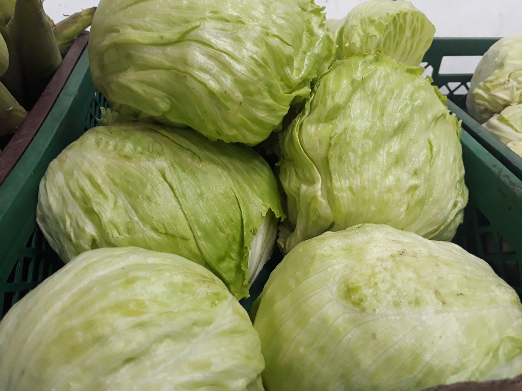 Lechuga