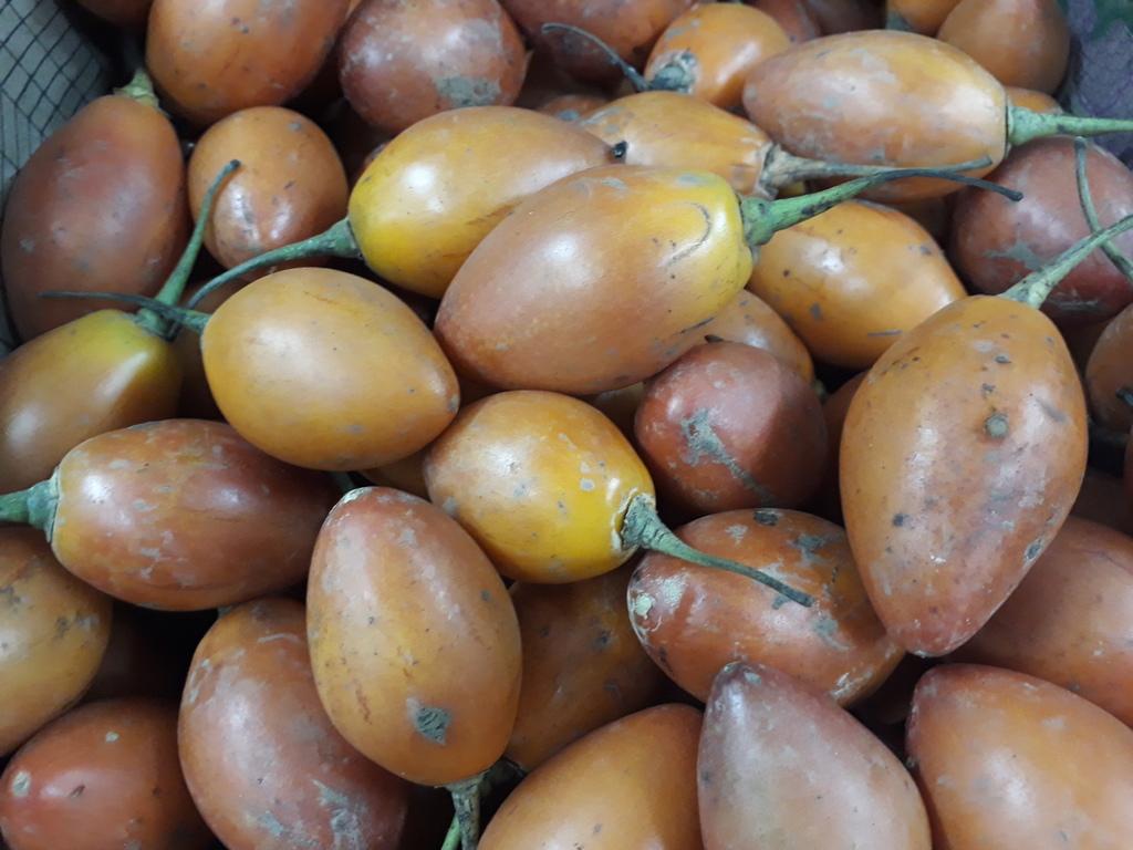 Tomate de árbol