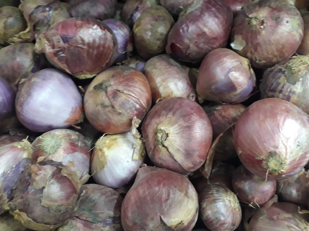Cebolla roja