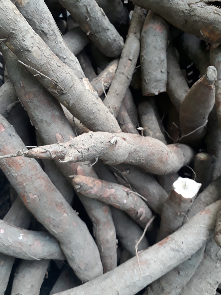 Yuca