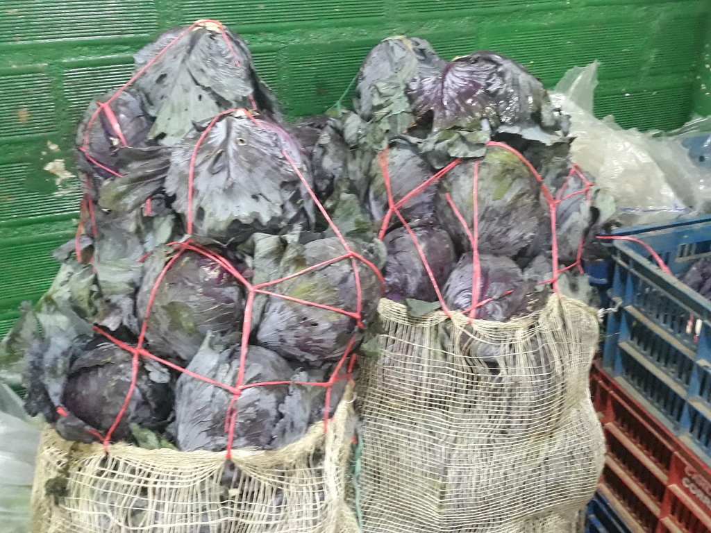 Repollo Morado