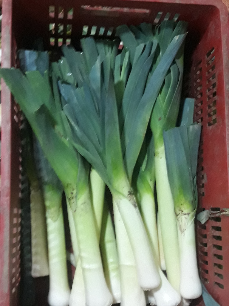 Cebolla Puerro