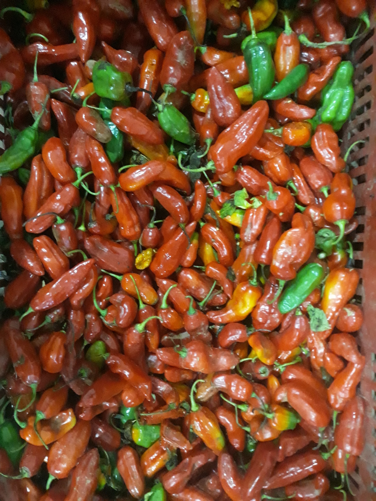 Aji Dulce