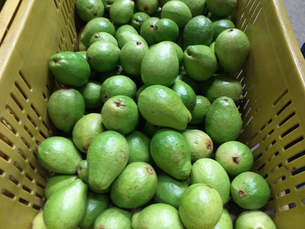Guayaba gruesa