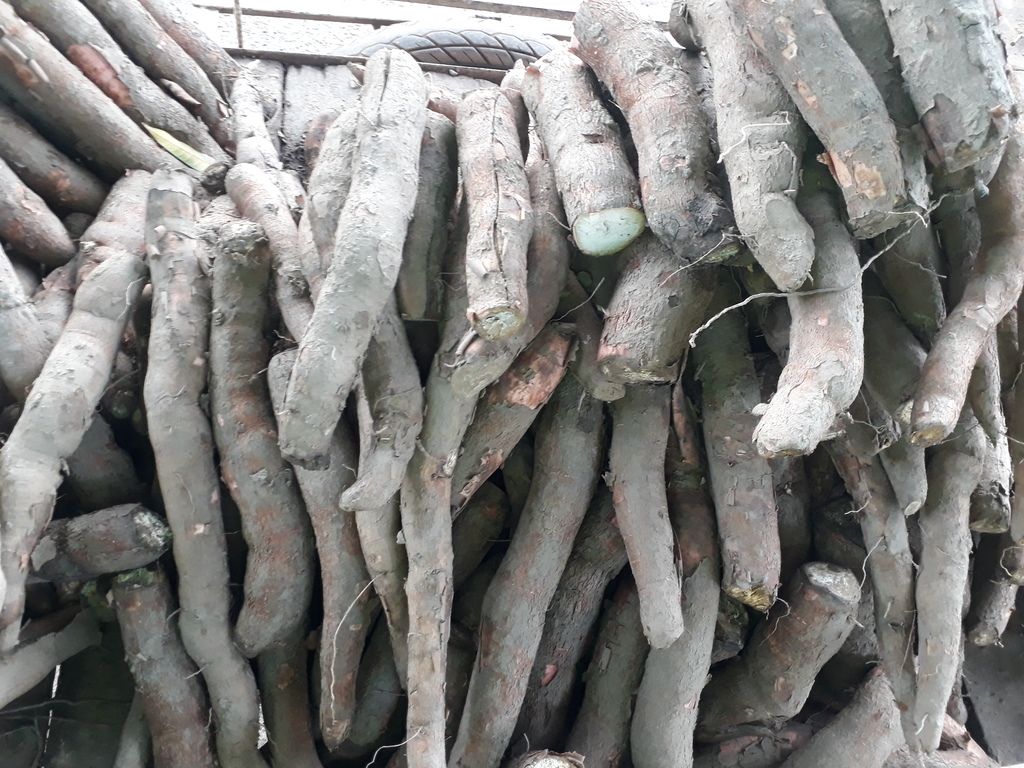 Yuca