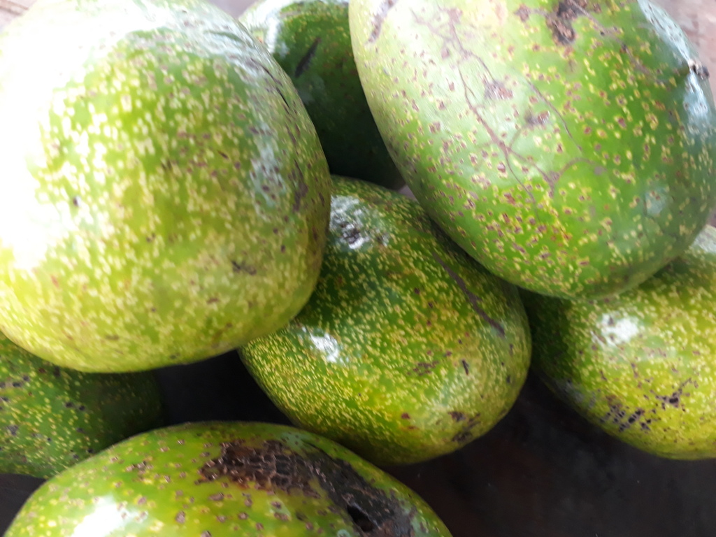 Aguacate