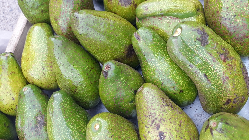 Aguacate