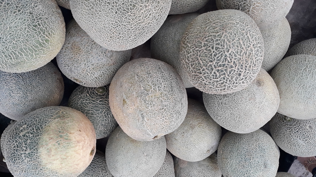 Melón