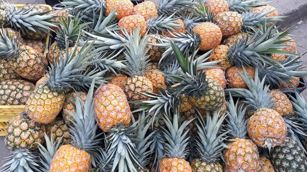 Piña oro miel pareja