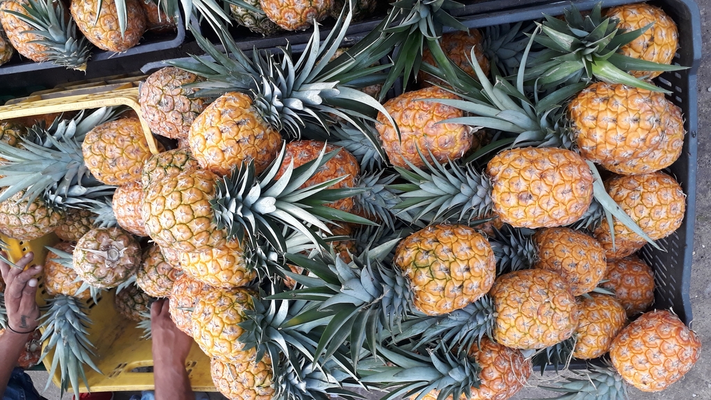Piña pipo