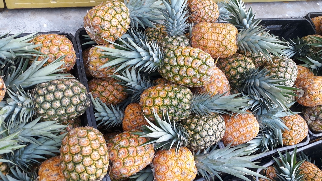 Piña gruesa