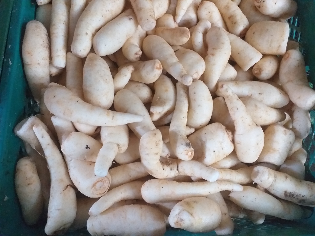Arracacha