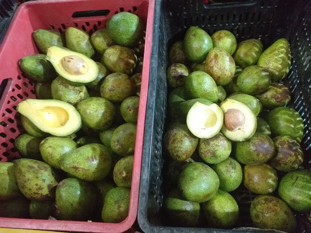 Aguacate criollo