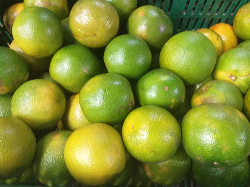 Naranja valencia