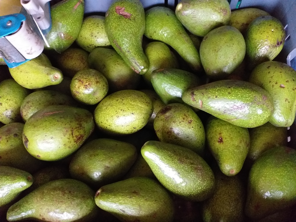 Aguacate tipo criollo