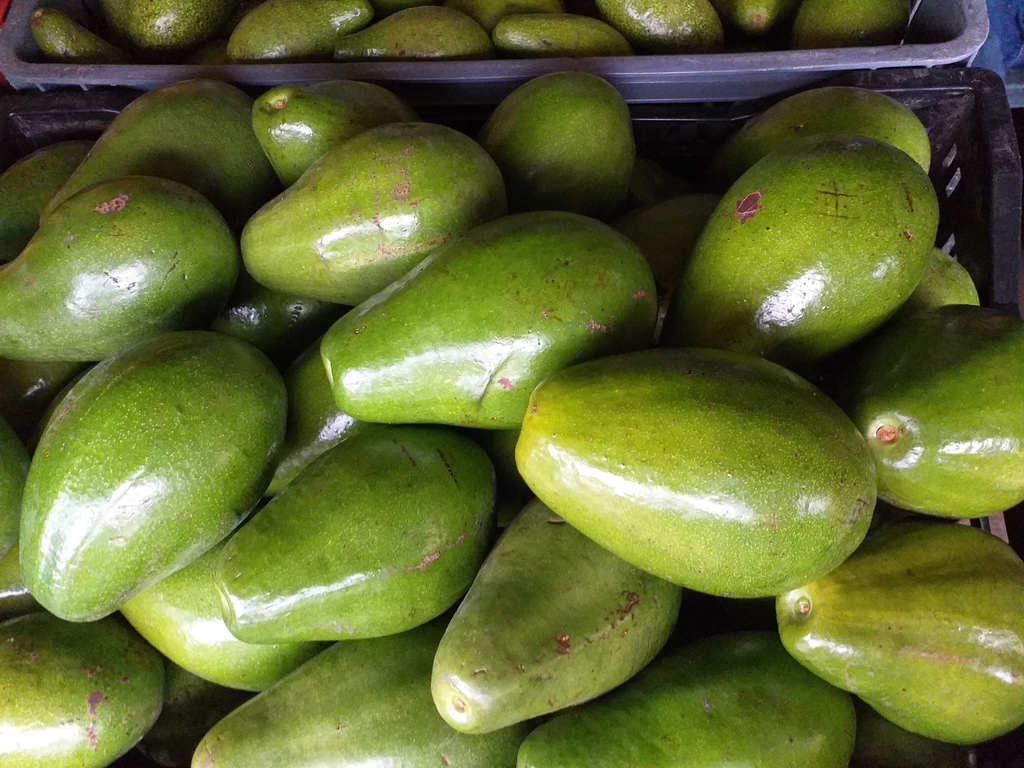 Aguacate papelillo