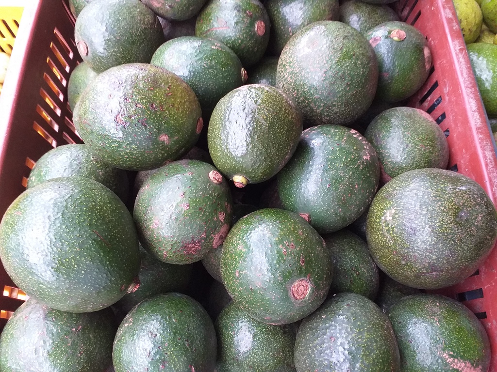 Aguacate tipo reeds