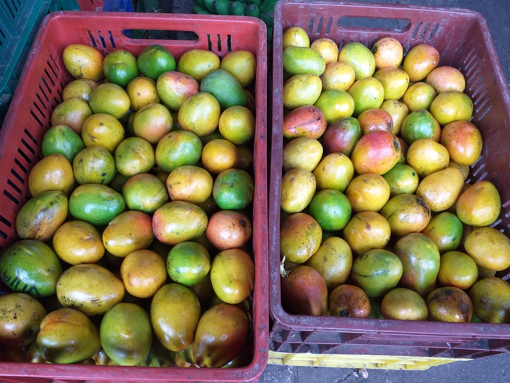 Mango tipo criollo
