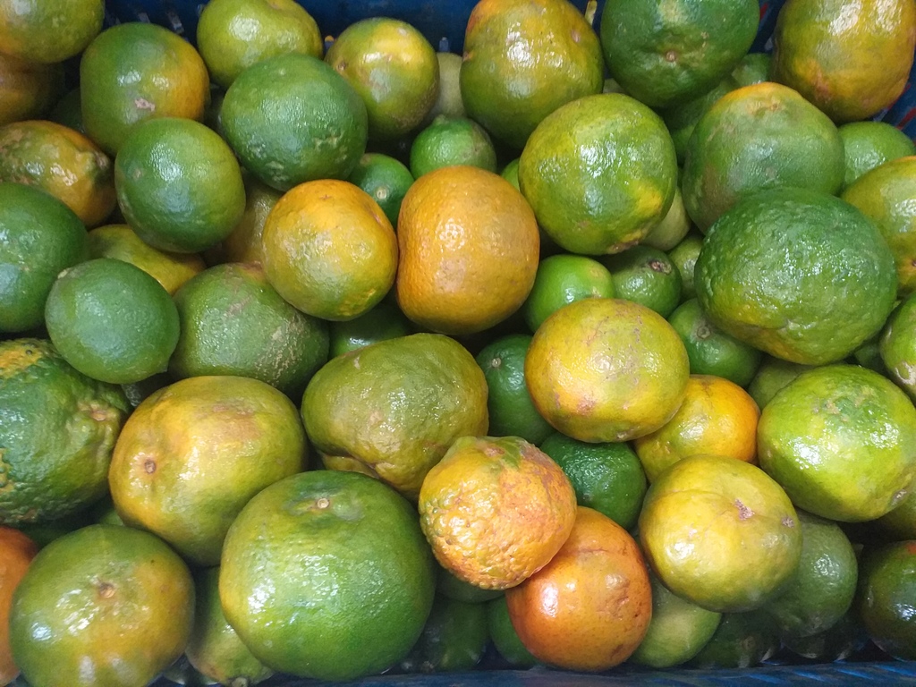 Mandarina oneca