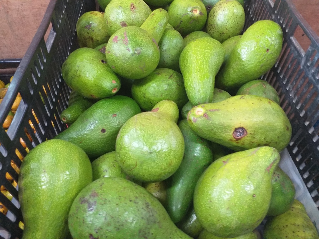 Aguacate criollo
