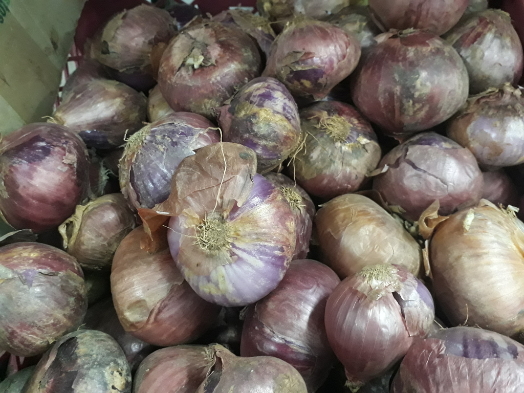 Cebolla roja