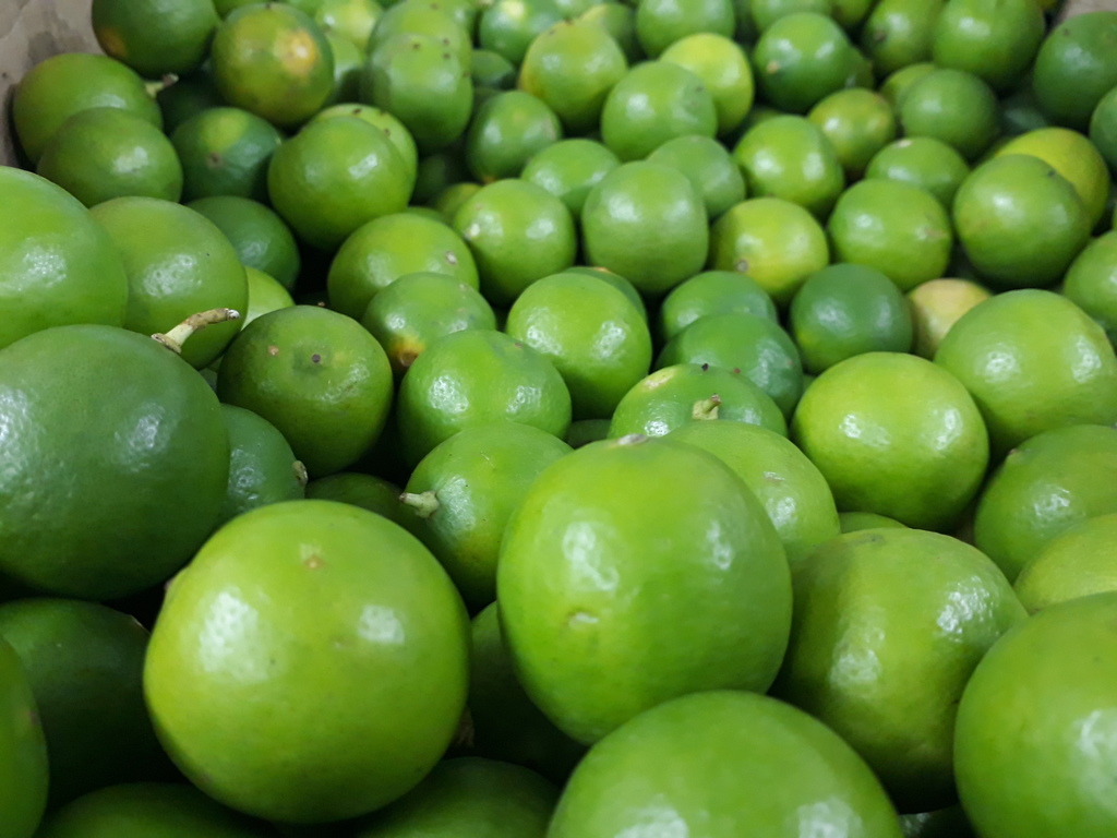 Limón  criollo