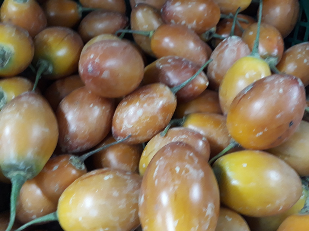 Tomate de arbol