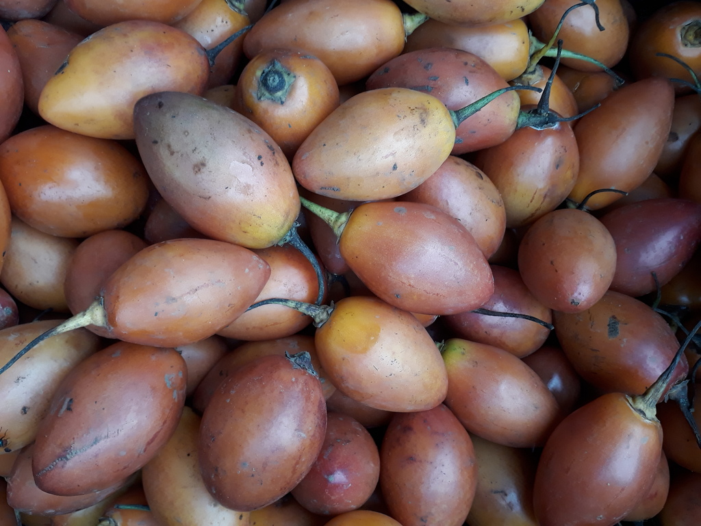 Tomate de arbol