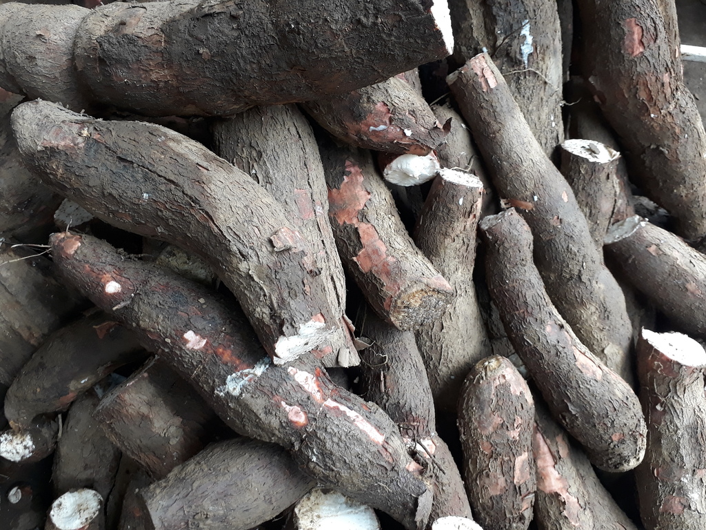 Yuca