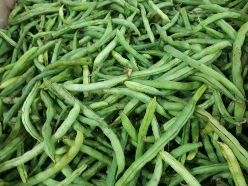 Habichuela