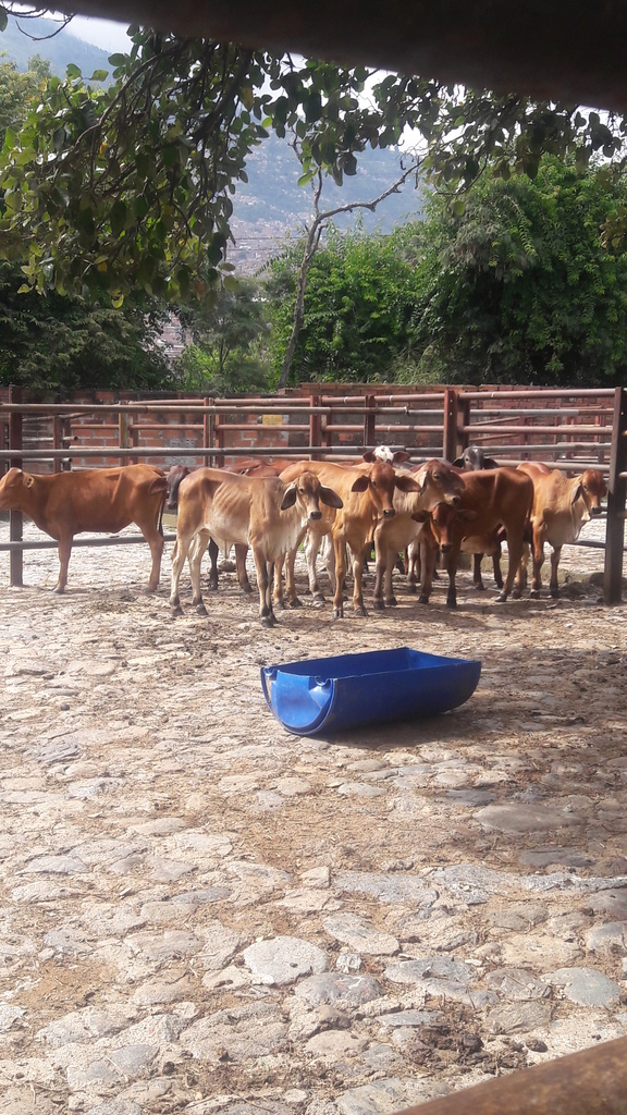 Terneras de levante 130kg aproximadamente