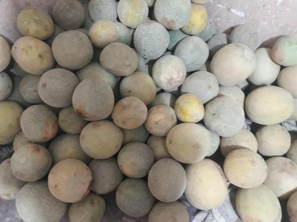 Melón
