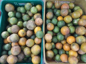 Naranja quindeana