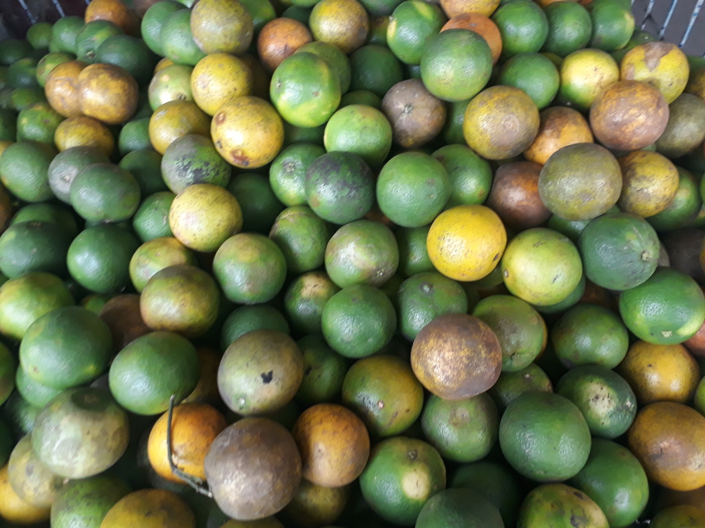 Naranja quindeana