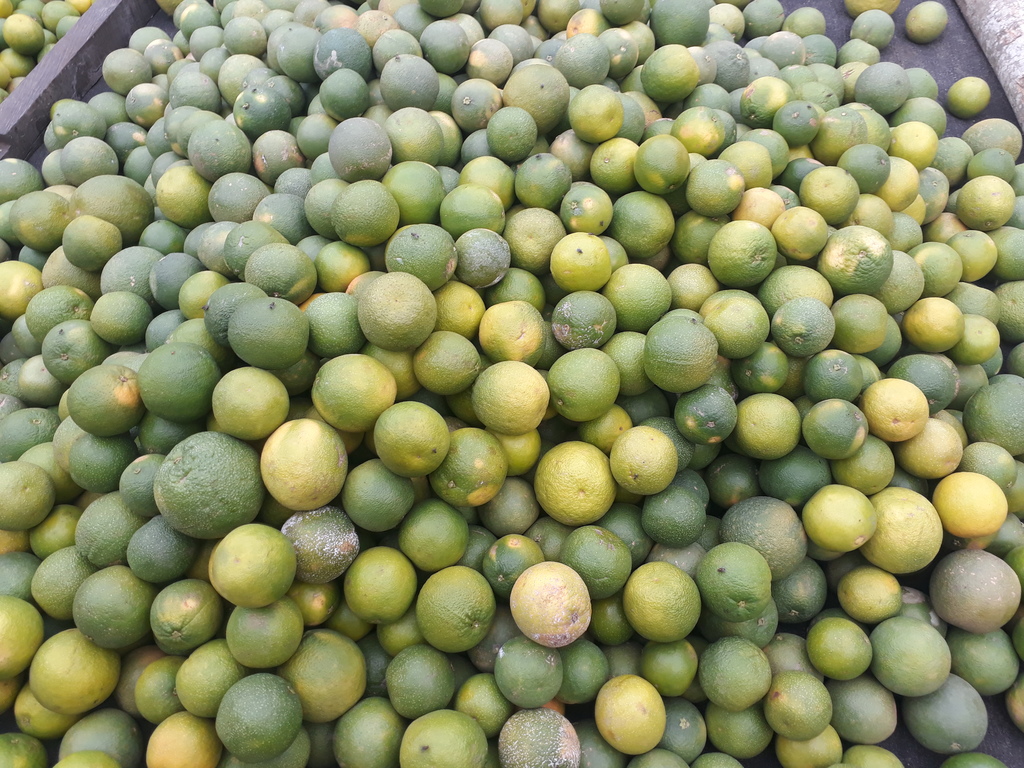 Naranja criolla