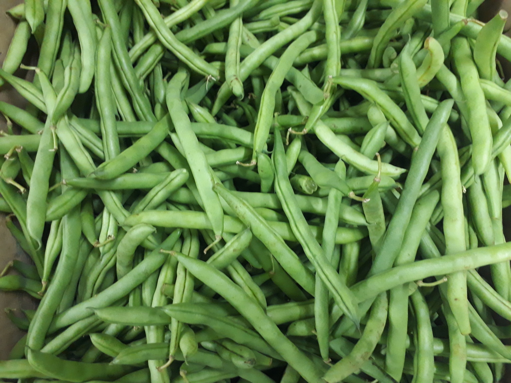 Habichuela