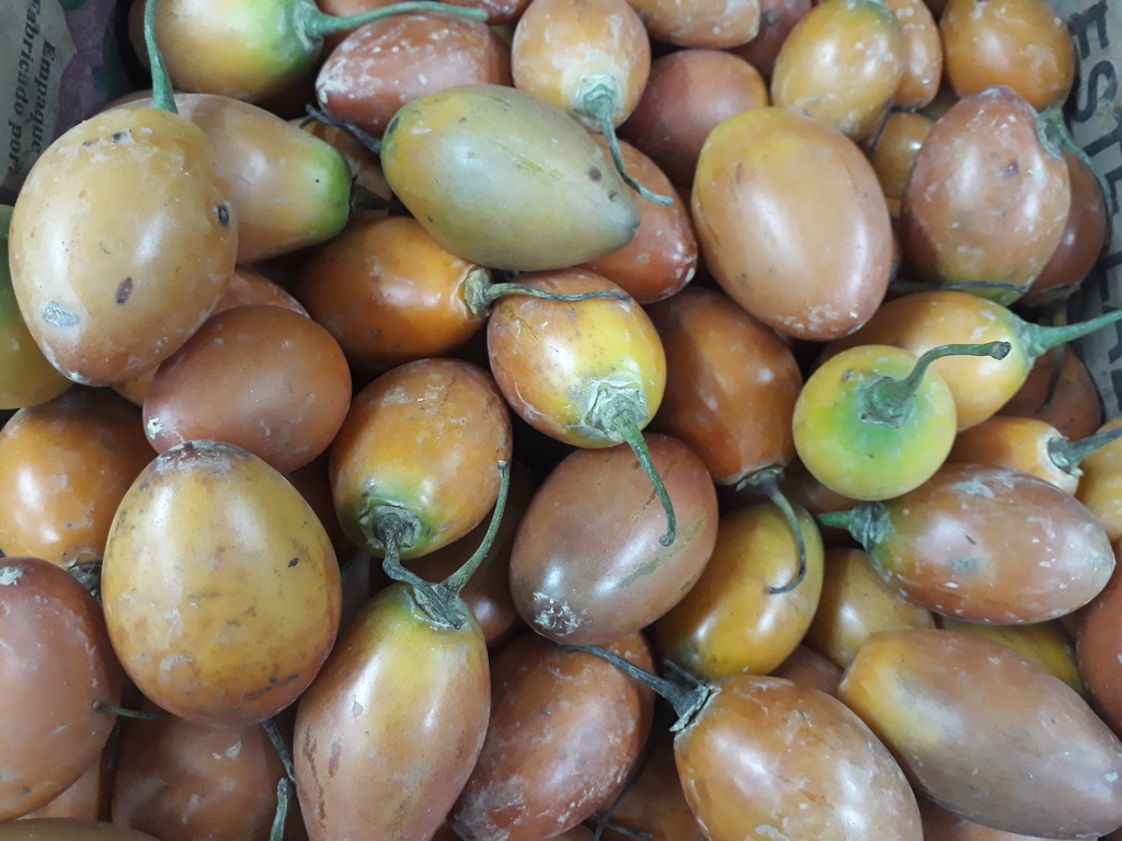 Tomate de arbol