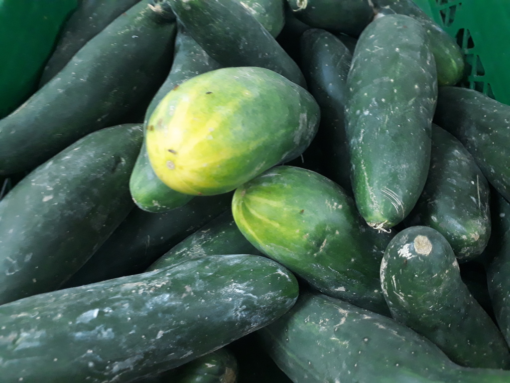 Pepino
