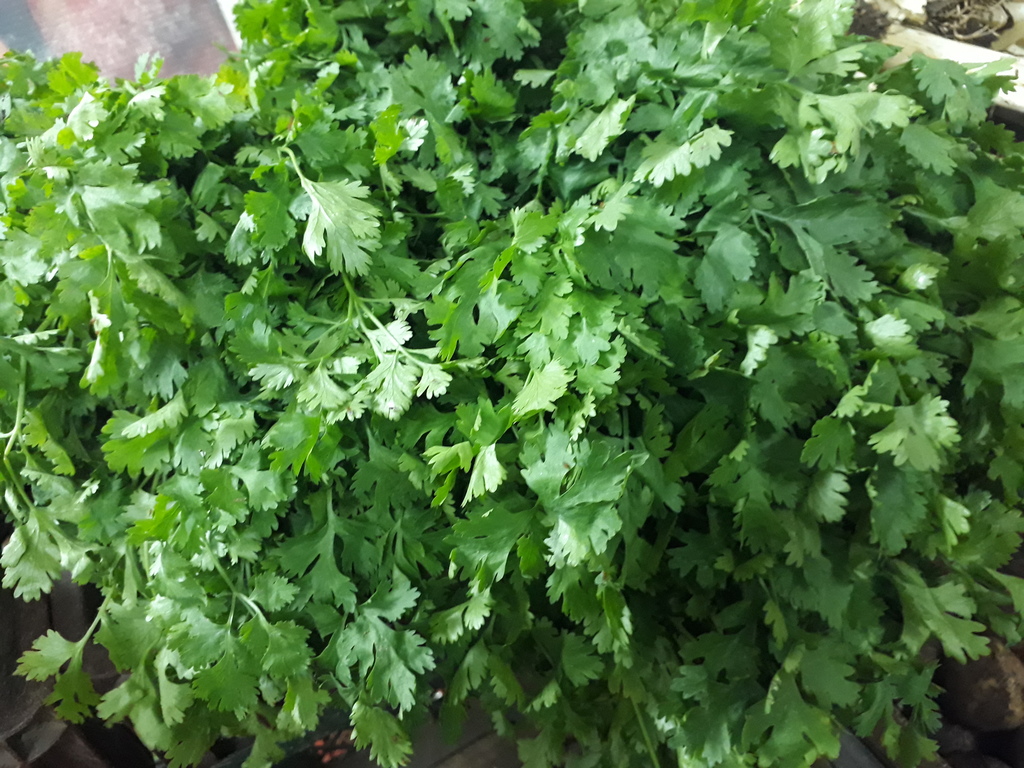 Cilantro