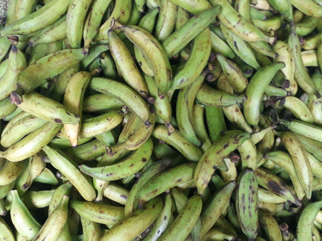 Platano verde de 2da