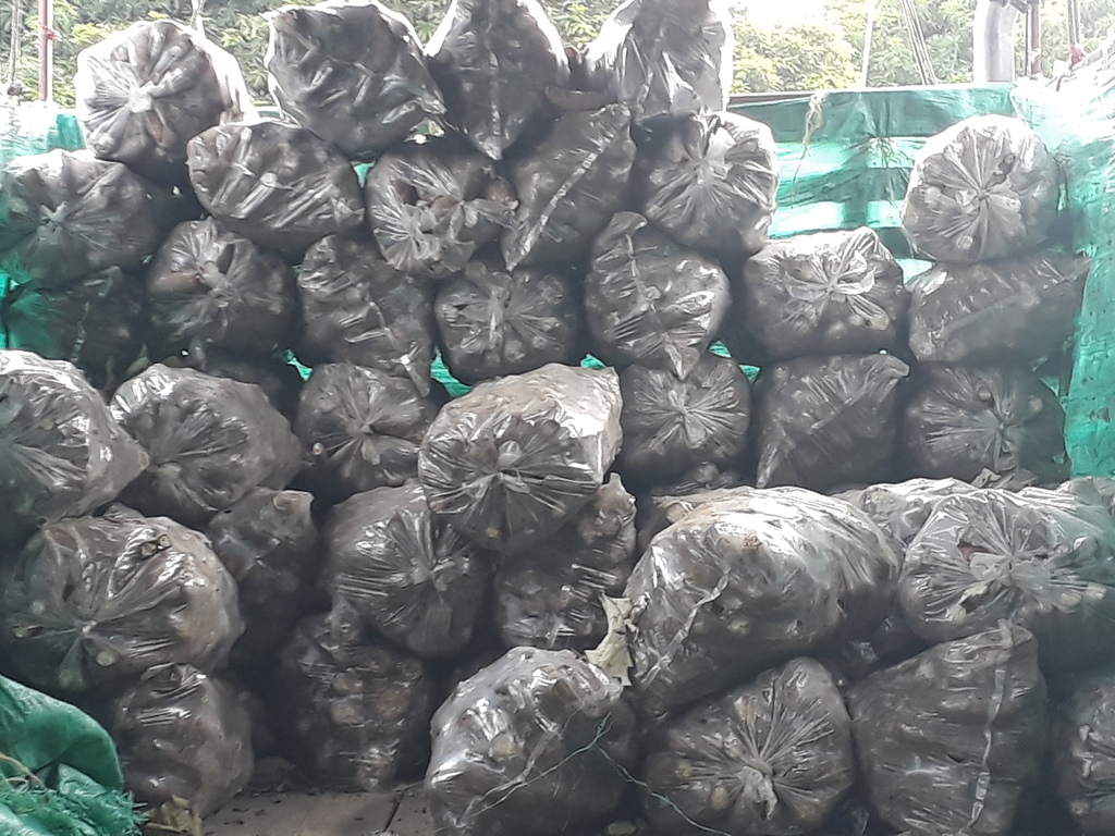 Yuca